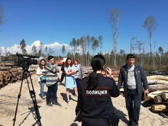 Место притяжения: в Петрозаводске вновь незаконно вырубают лес