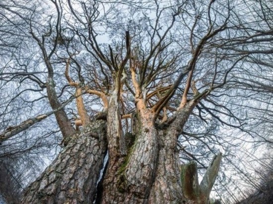 Фото костромских деревьев-памятников могут оказаться на выставке в Москве