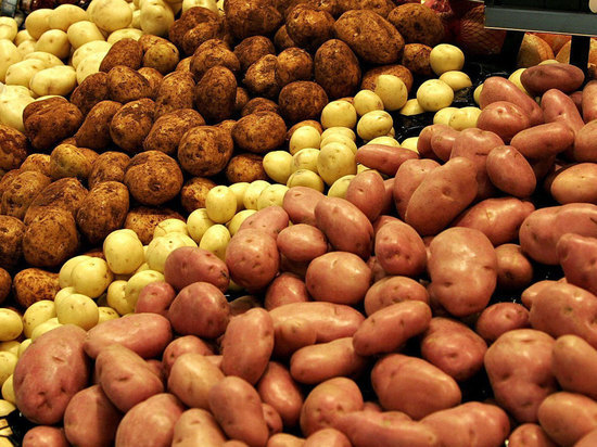 Кемеровские эксперты обнаружили в клубнях картофеля цисты опасного червя 