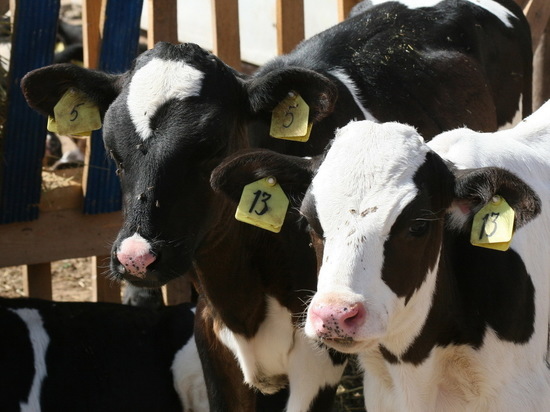 В Арском районе бык до смерти затоптал сельчанина, который хотел помочь соседям выгнать коров