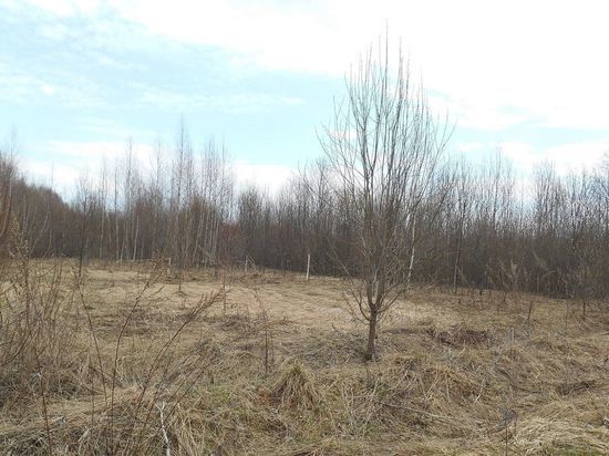 Костромича оштрафовали на 40 тысяч рублей за землю, заросшую кустарником