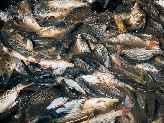 В Астрахани снова массово гибнет рыба

