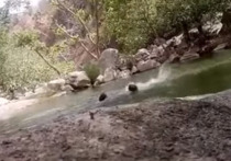В Индии трое молодых мужчин утонули в реке