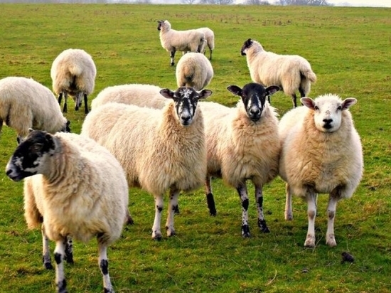 В Адамовском районе 136 овец незаконно перешли границу