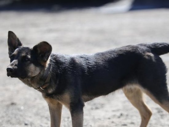 Собаки напали на девушку во Владивостоке