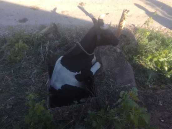В Альметьевском районе достали корову из колодца 