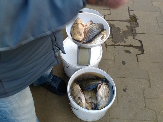 В Саранске рыбакам, торговавшим уловом, выписали штраф