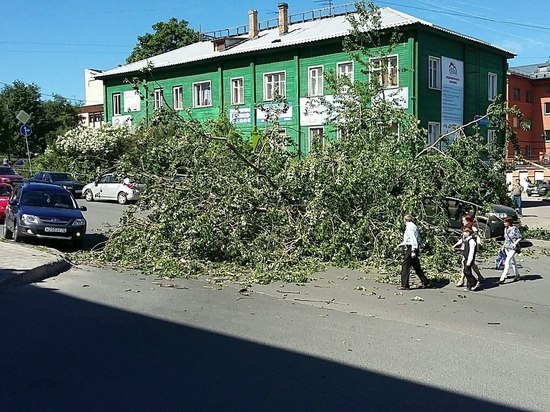 Порыв ветра: в центре Петрозаводска ограничено движение из-за упавшего дерева