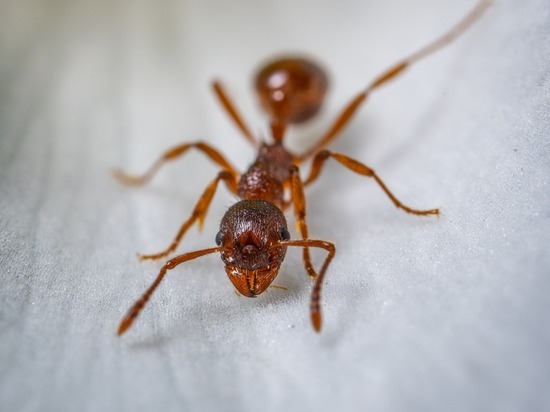 Эти паразиты по-разному влияют на поведение муравьев в разном климате