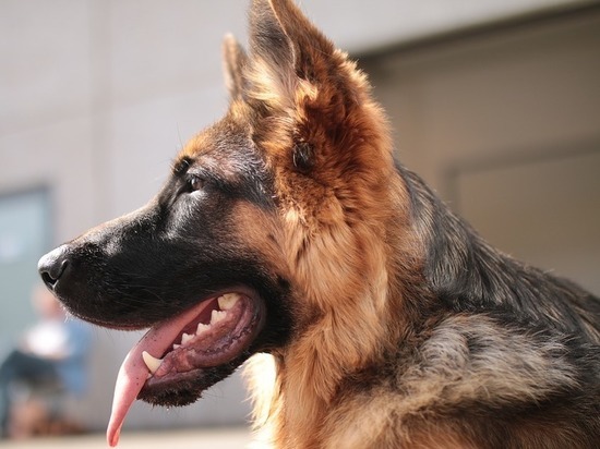 Служебная собака нашла десять тысяч долларов в аэропорту Сургута
