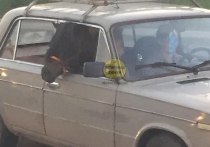 Необычного четвероногого пассажира, который едва помещается в стареньких «жигулях», заприметили на одной из улиц подмосковных Химок местные жители