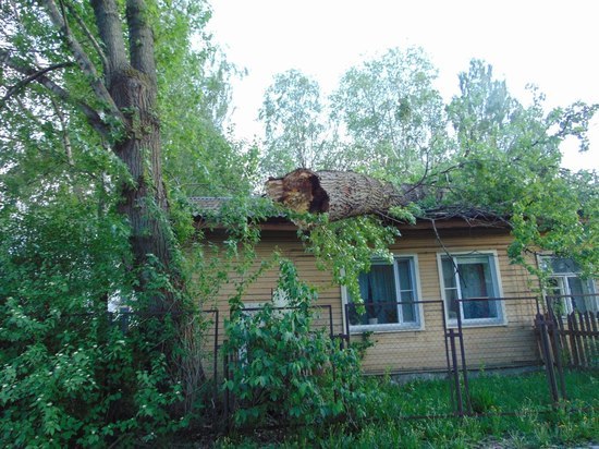 Разгул стихии: в Петрозаводске на жилой дом упало дерево СРОЧНО