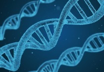 Группа ученых, представляющих Университет Калифорнии в Санта-Крузе, выяснила, что за ключевые особенности мозга человека «отвечают» три гена, относящиеся к семейству NOTCH2NL