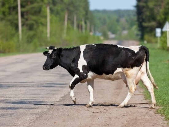 В Ульяновской области сотрудник ДПС оштрафовал сельчан за коров, переходивших дорогу в неположенном месте 