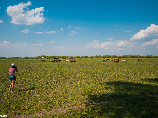 Астраханские пограничники не впустили в Калмыкию казахстанских лошадей