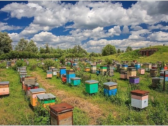 Жителя Мордовии наказали за кусачих пчел