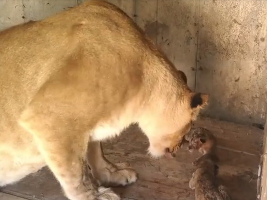 В Астраханской области родились два львенка