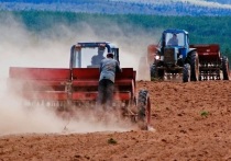 Для сахалинских работников сельскохозяйственной отрасли наступила горячая пора, которая продлится практически до зимы