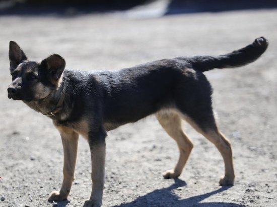 Подозреваемого в Приморье обнаружили с помощью собаки