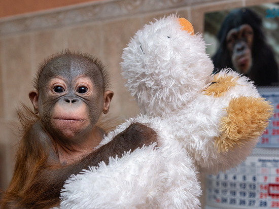 В Новосибирске спасли маленького орангутана с родовой травмой
