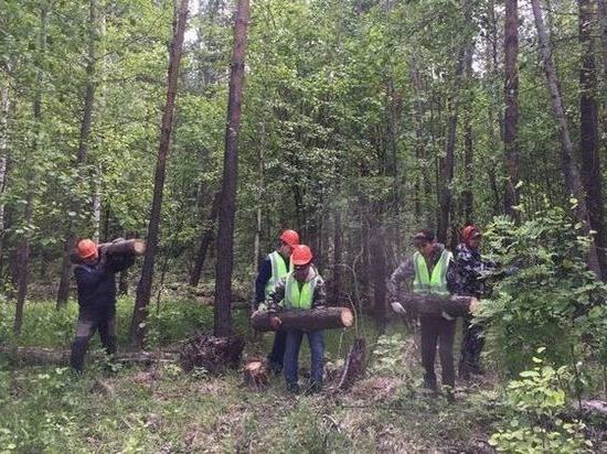 Под Казанью сотрудники лесничеств продолжают разбираться с последствиями урагана, который прошел 30 мая