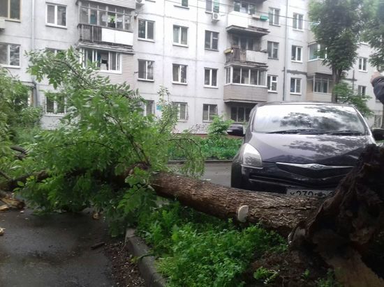 Не предвещало: упавшее дерево остановило движение во Владивостоке 