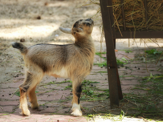 В Новосибирском зоопарке родились лосята