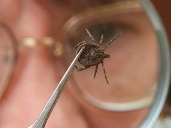 У оренбургских клещей-переносчиков нашли вирусный энцефалит и иксодовый боррелиоз