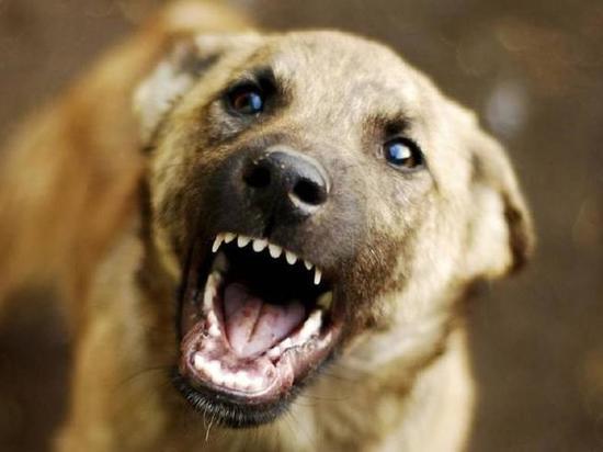 В Астрахани больная бешенством собака набросилась на 5-летнего мальчика