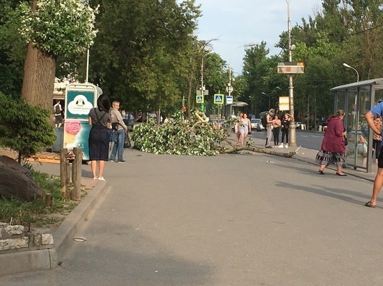 В Пскове на автобусную остановку упал сук дерева