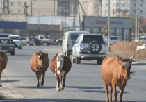 Проблема бесконтрольного выпаса скота актуальна для региона
