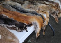 Очень показательный случай произошел в Томске — там судебные приставы сожгли 53 шубы из овчины, мутона, норки и кролика