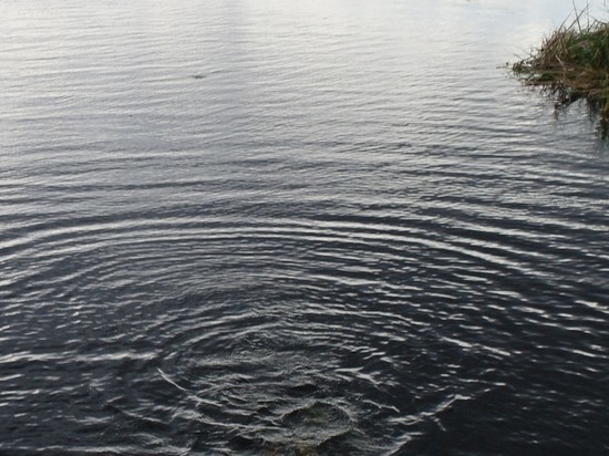 В пруду в Тамбовской области утонула 12-летняя девочка