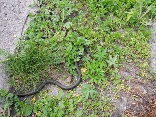 Новокузнечанка испугалась, повстречав змею на улице