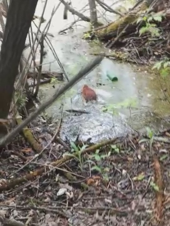 Спасатели вернули речную ондатру в естественную среду обитания