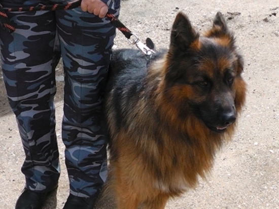 Пропавшего в Тверской области пенсионера нашёл пёс Викинг