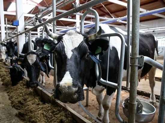 Новая молочная ферма появилась в Приморье