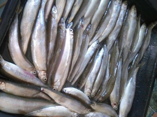 Опасную рыбу обнаружили в Приморье 