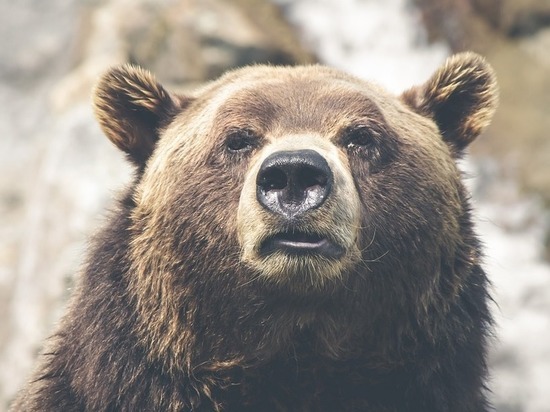 Уже восемь опасных медведей застрелили в Октябрьском районе