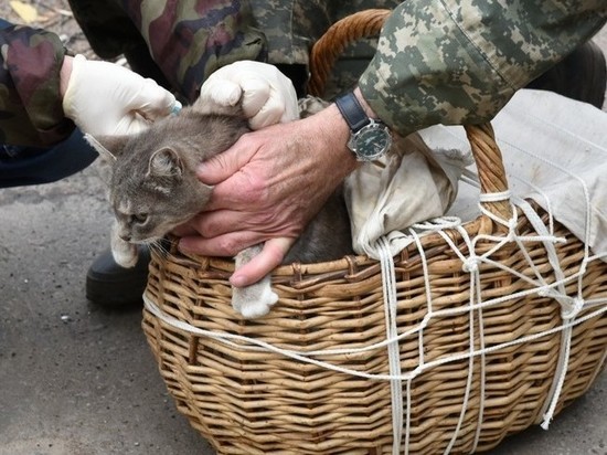 В Кирове бесплатно привьют собак и кошек