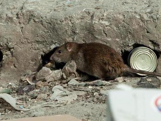 Глава администрации Кирова отреагировал на сообщения о крысах