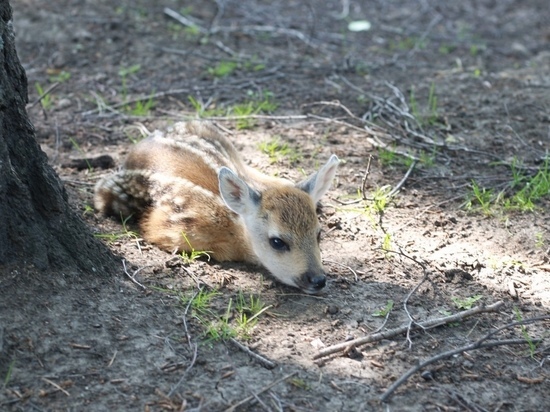 В зоопарке Барнаула родились косули, опубликованы первые снимки