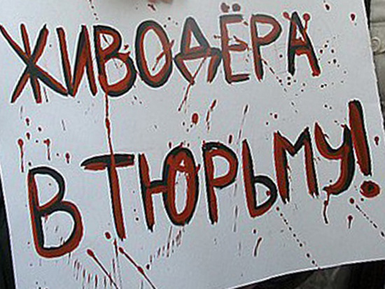 Беседа о вечном: бишкекчанин шокировал интернет диалогом с головой убитого животного