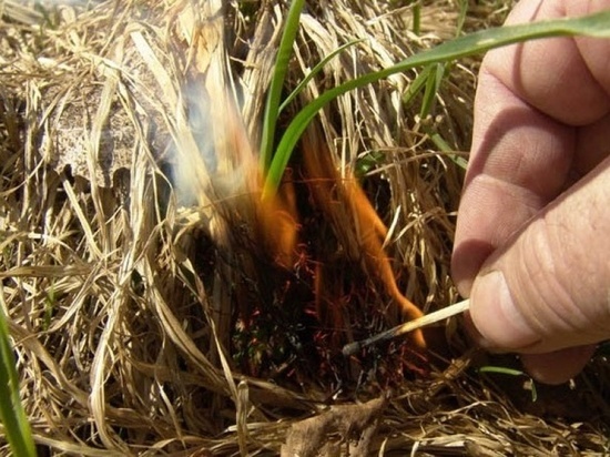 Житель Домбаровского района поджигал лес, чтобы тушить его за деньги