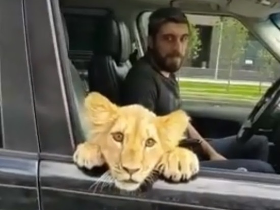 В Казани молодая львица разъезжает по городу на машине