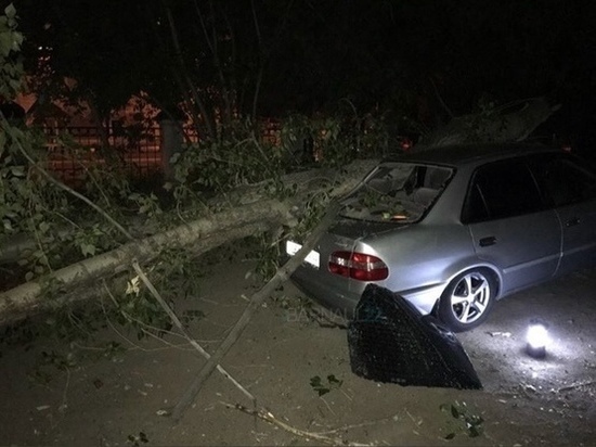 В Барнауле ураганный ветер повалил деревья, повреждена машина
