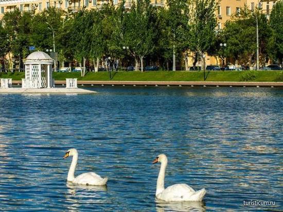 Лебединая песня: В Астрахани на озере умер лебедь