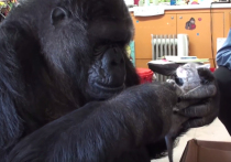 В зоопарке Сан-Франциско умерла одна из самых известных горилл в мире — Коко