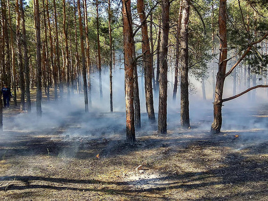 В Тверской области загорелась лесная подстилка