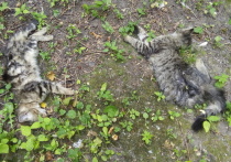За истязание мурзиков может оказаться в тюрьме 56-летний охотник на кошек, житель столичного района Обручевский по имени Виктор